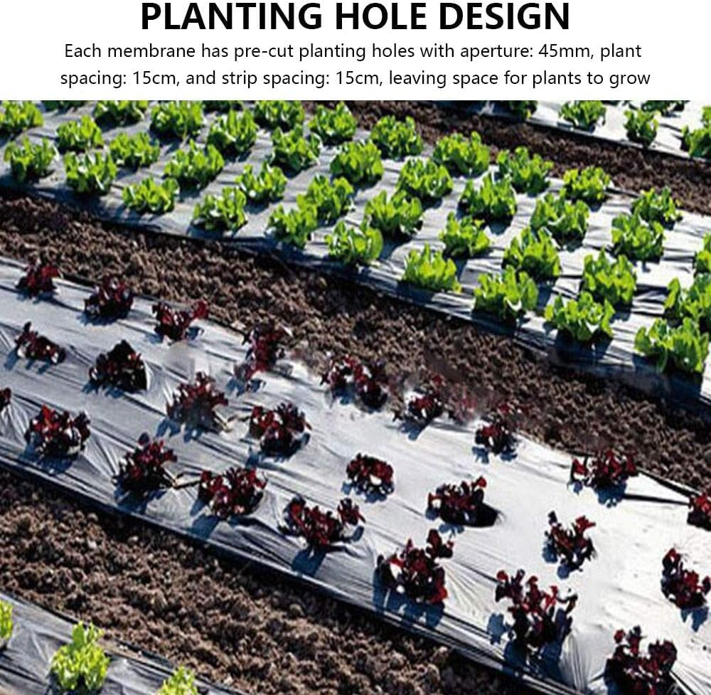 Garden Vegetable Mulch Film, Garden Plastic Film, 4 Ft X 38 Ft Agricultural Plant Grow Greenhouse Perforated PE 5 Holes for Potato, Tomato, Eggplant, Strawberry image number 4