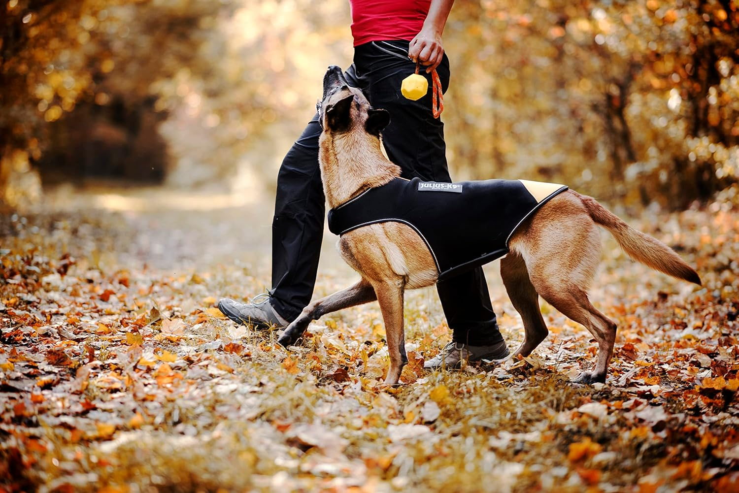 Julius-K9, 16DC-IDC-S, IDC Neoprene Dog Jacket, Size: S, Harness Size: Mini, Black and Yellow