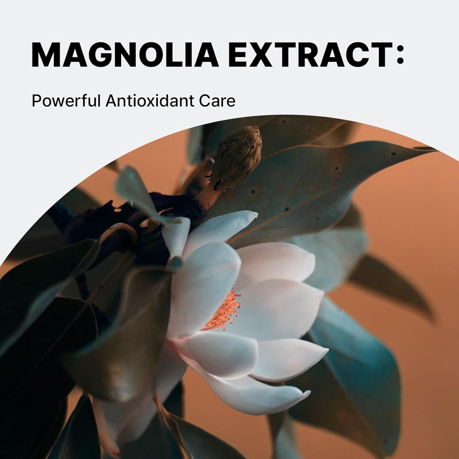 MILLE DE FLEUR Full Moon Expert Ample Pads 160Ml 60 Pads, 4% Niacinamide, 1.35% Organic Rice Ferment, Hydrating and Soothing Ample Pads, Gentle PHA Exfoliation, with Adenosine and Magnolia Extract, Korean Vegan Skincare image number 6