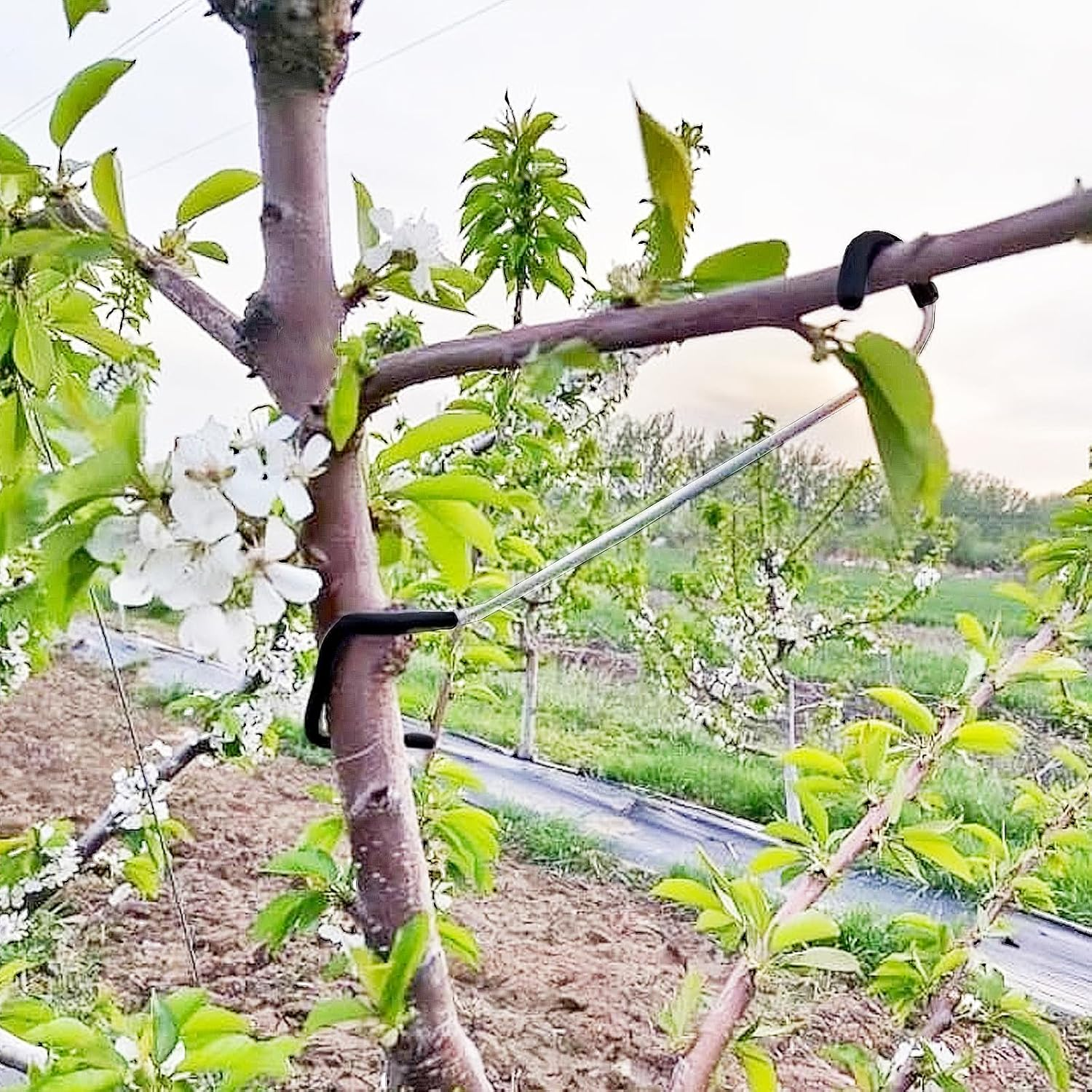 Fruit Tree Branch Spreader 20PCS Fruit Trees Limb Spreader Versatile Durable Solution for Tree Support Branches Extension (7 Inches) image number 5