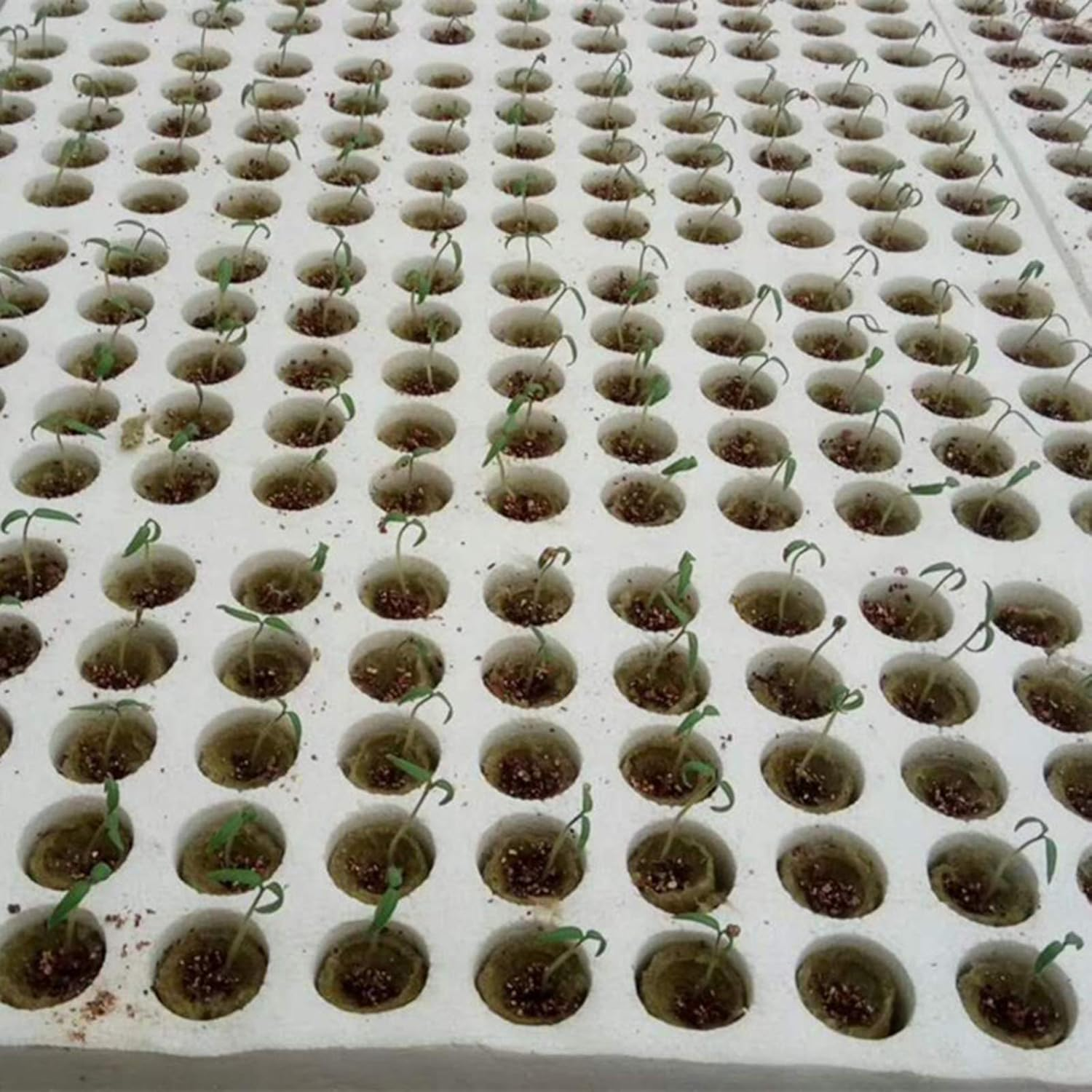 PETSOLA 50 Pieces Garden Flower Seed Starter Plugs Cubes Rock Wool Nursery Block image number 3