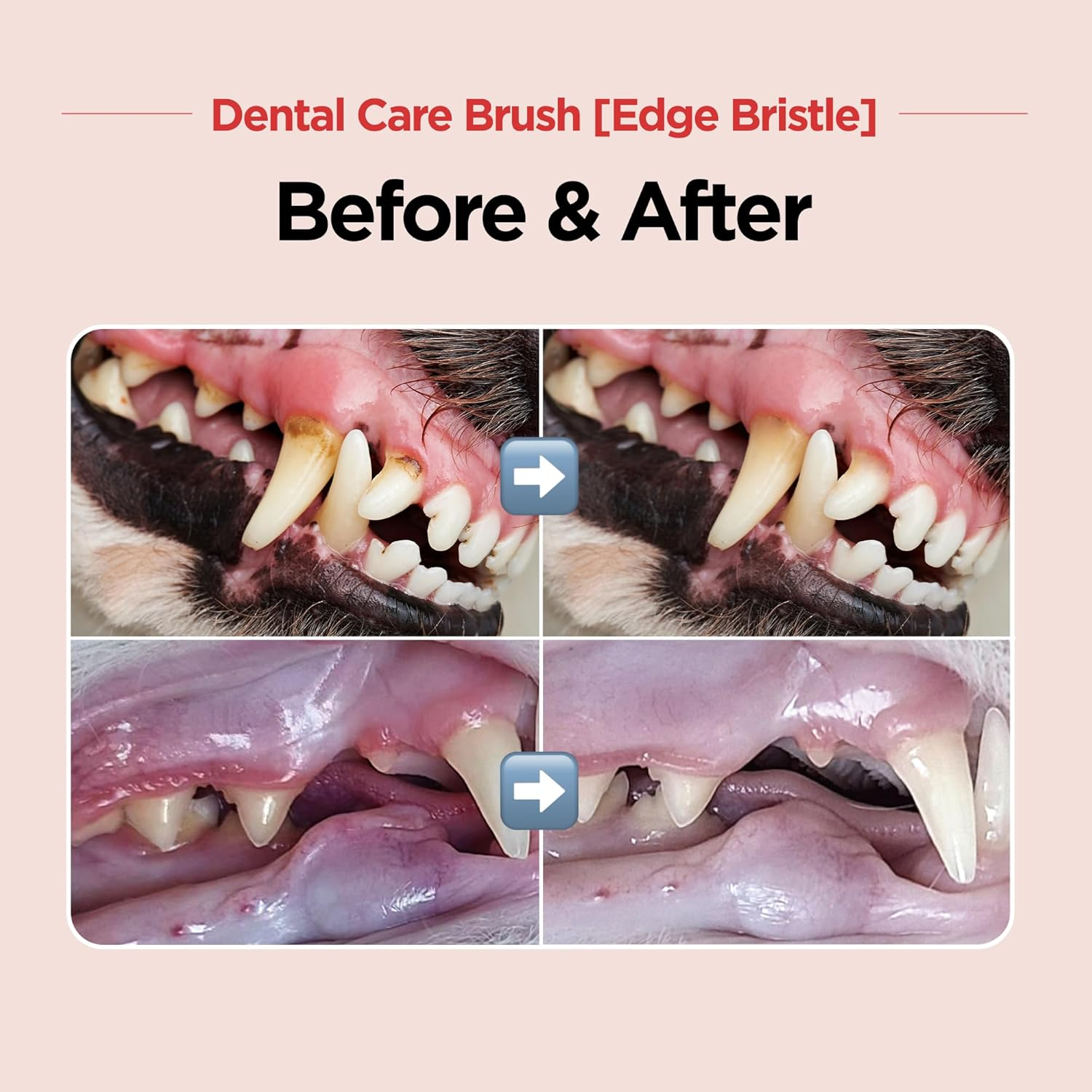 JAYU PET Dental Care Brush (Edge Bristles) - Micro round Head Dog Toothbrush, Cat Toothbrush, Dental Care, Perfect for Kitten & Small Breed with End-Tuft Diagonal-Shaped Bristles & Easy Grip Handle image number 5