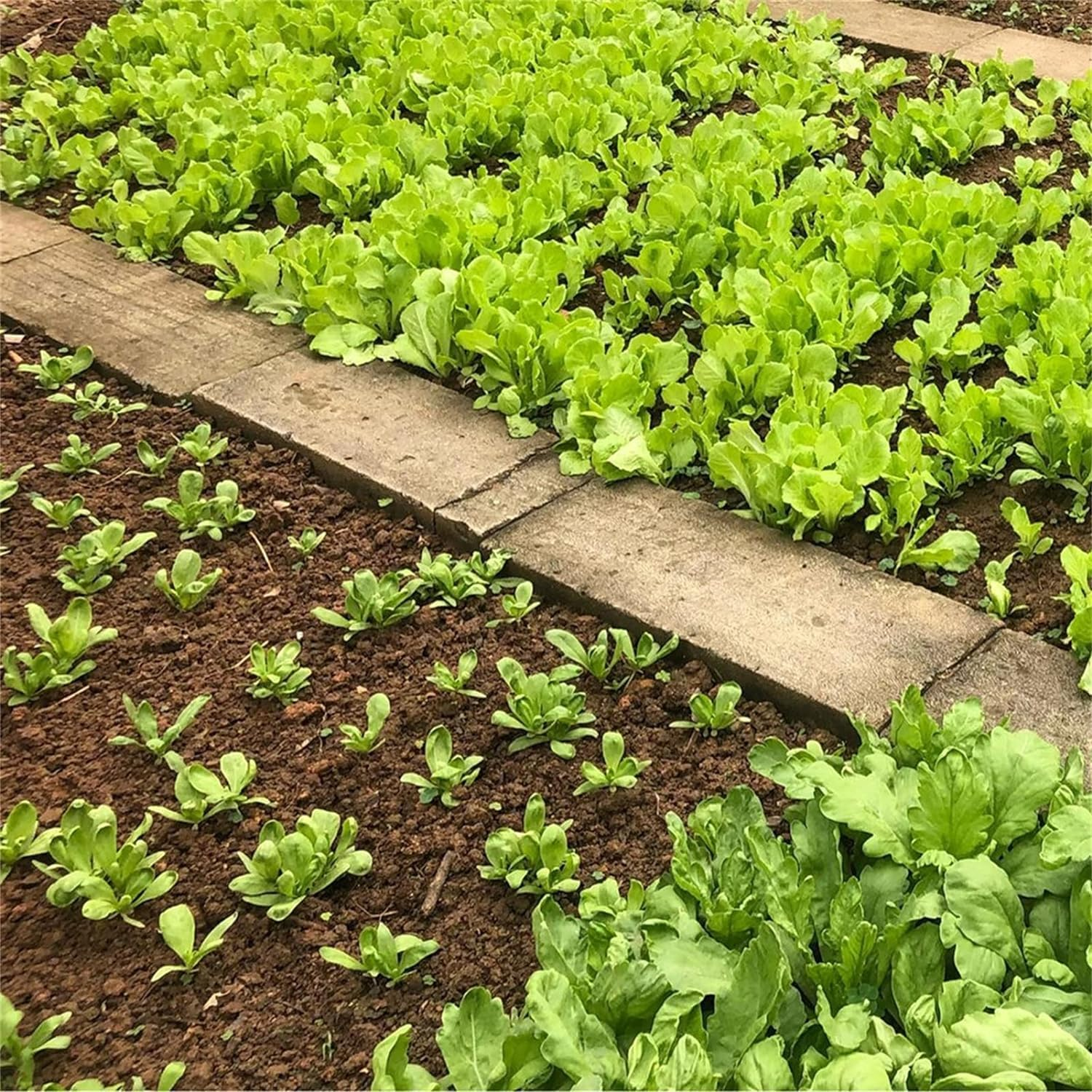 Square Foot Gardening Template | Portable ABS Square Template for Seeds Planting | Seed Sowing Tool Kit for Planting Vegetables and Fruits Gardening Supplies