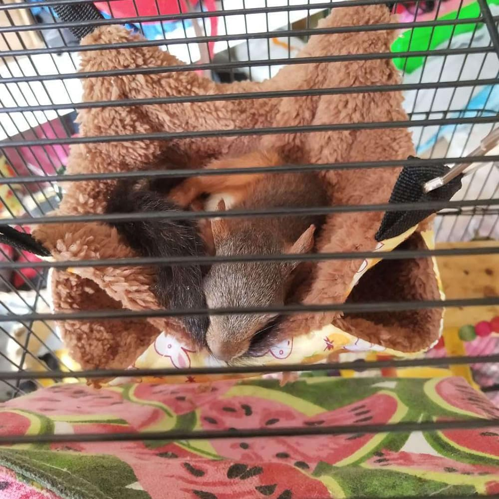 35X35Cm Blue Ferret Rat Squirrel Pet Bird Hamster Hammock Hanging Cage Nest Bed House Toys AU