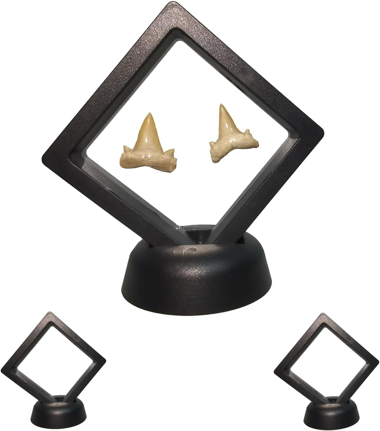 2Pack Shark Tooth Holder, Sealed Box for the Shark Tooth Display Case, Shark Teeth Holder to Prevent Dust and Oxidation, 3D Floating Display for Shark Tooth Holder image number 4