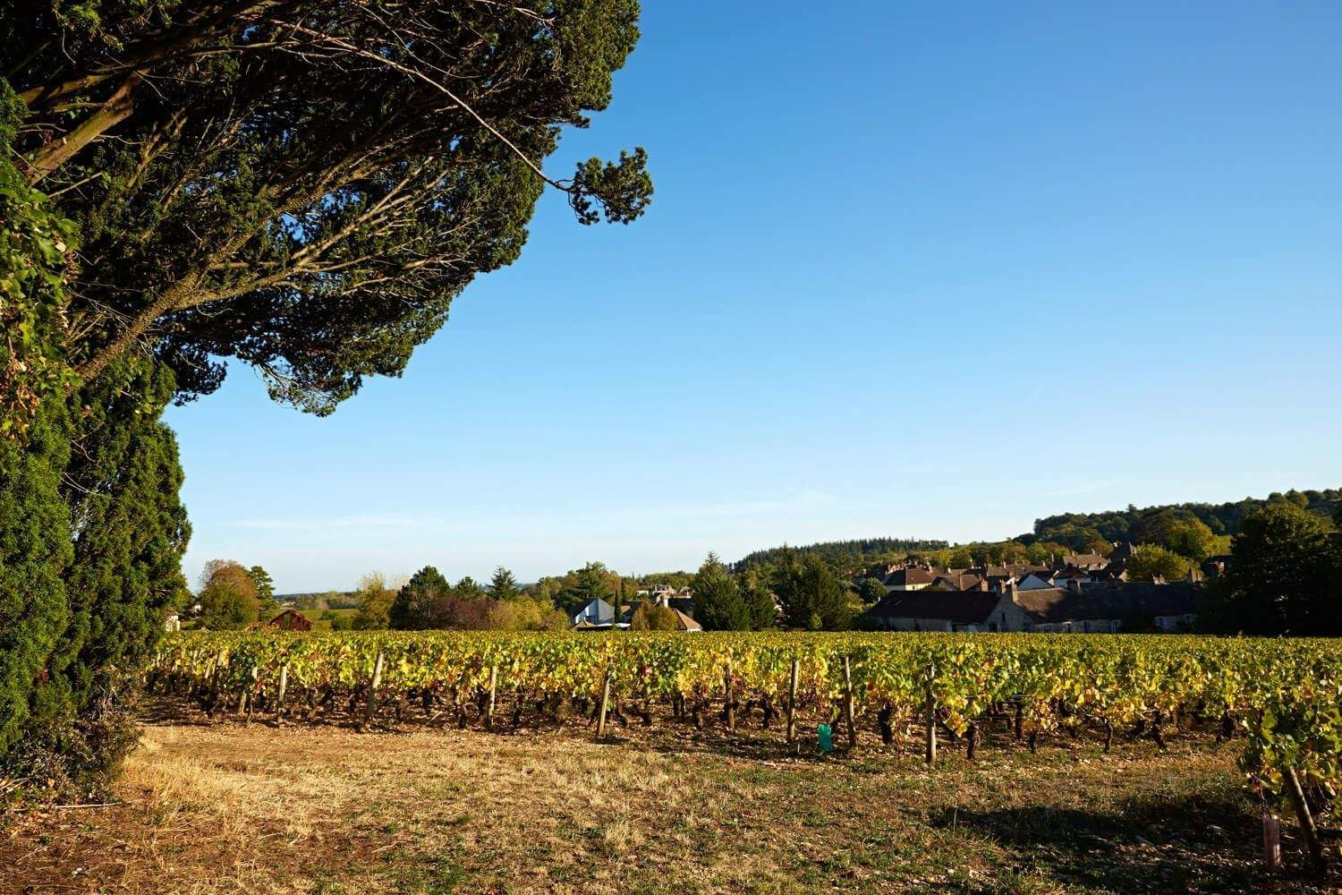 Tramier & F. Roncier White Chardonnay, 750 Ml image number 4