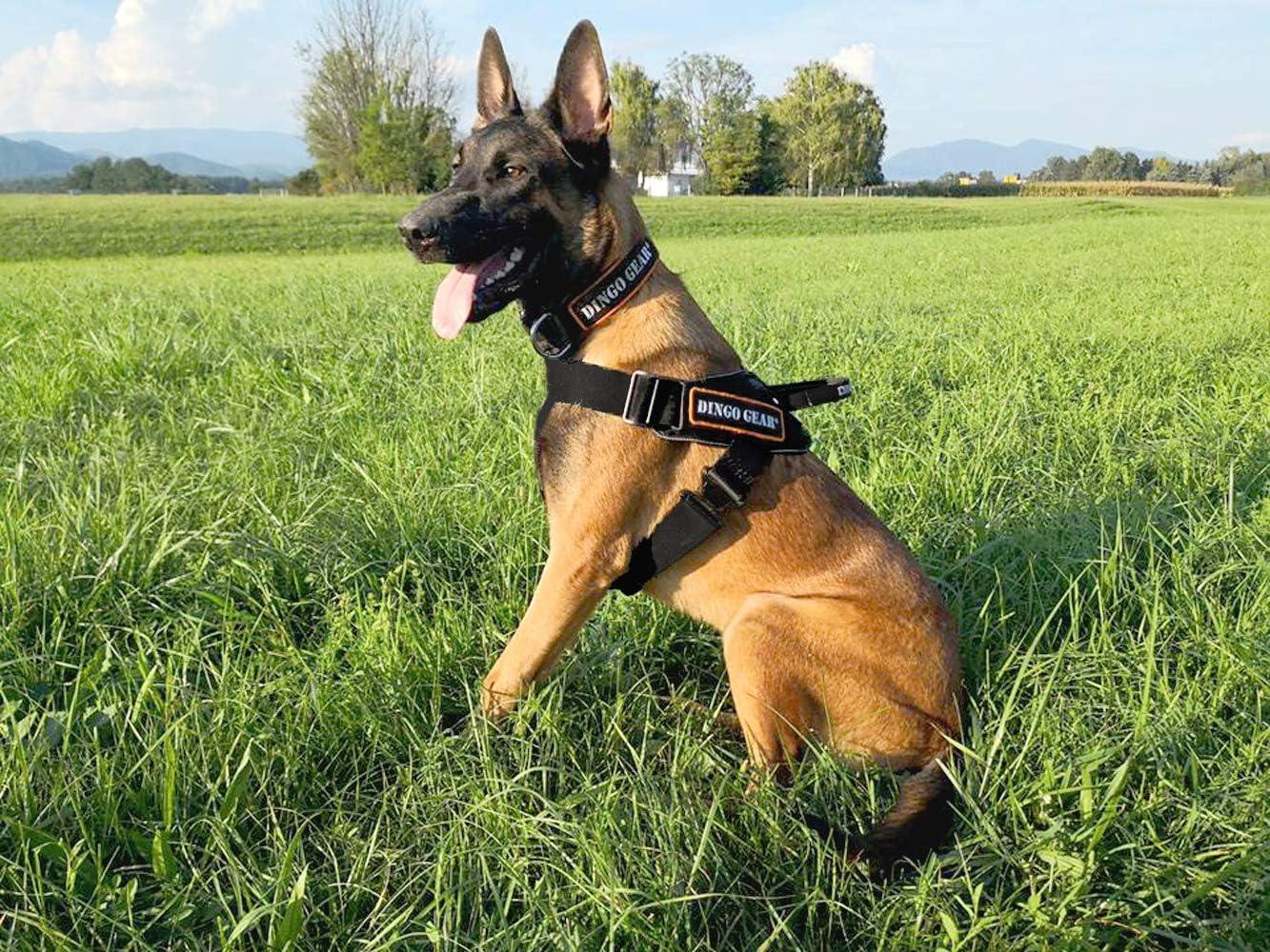 Dingo Gear Multifunctional Harness for Dog in Work, Guard Dog Training, K9 and Ipo, Cobra System Handmade Black S03197, XL image number 3