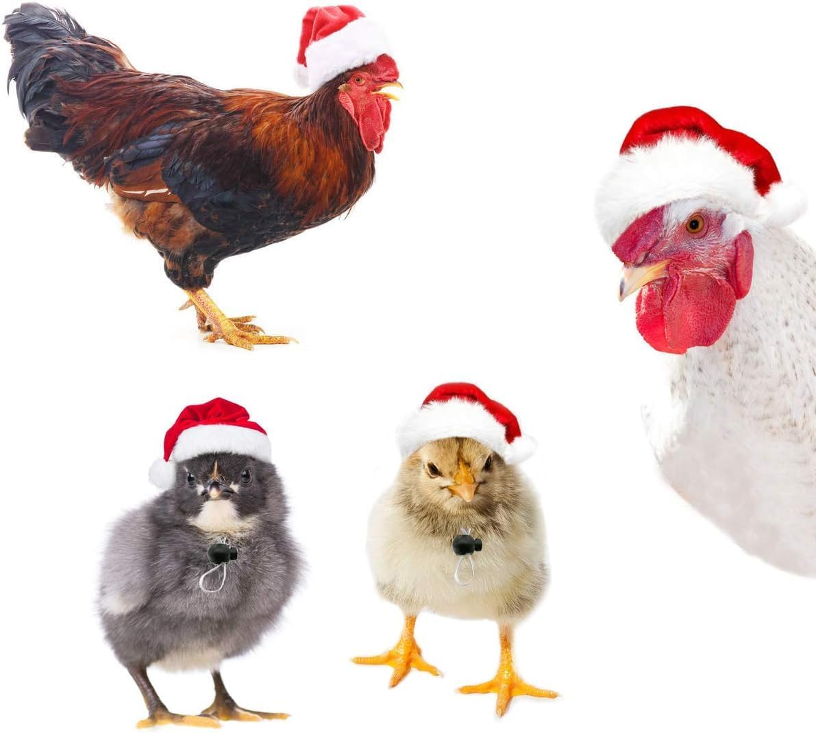 4Pcs Chicken Hats for Hens Chicken Christmas Santa Claus Hat with Adjustable Chin Strap for Poultry Hen Rooster Goose Duck Parrot Christmas Dress up Supplies (Red, One Size) image number 3