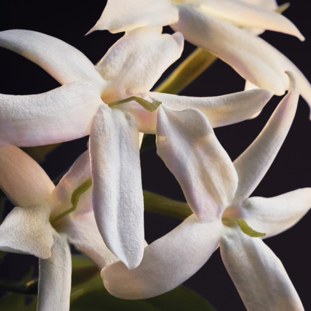 Paco Rabanne Olympea Parfum Eau De Parfum for Women 30 Ml image number 1