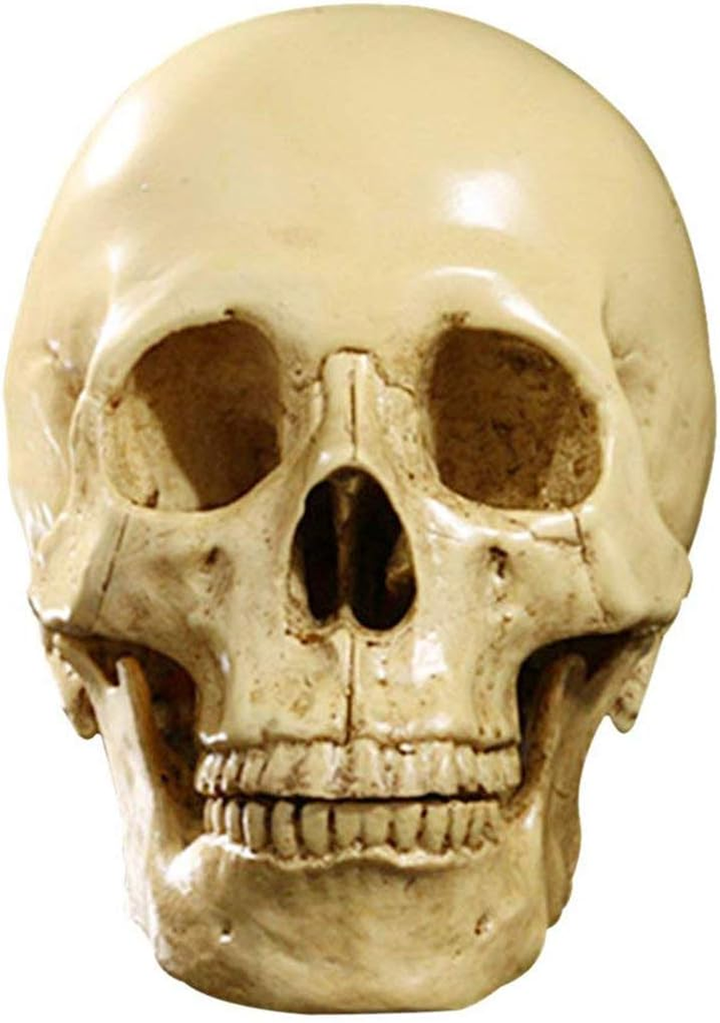 Model 1: 1 Resin Human Skull Anatomical Teaching Decoration Yellow image number 5