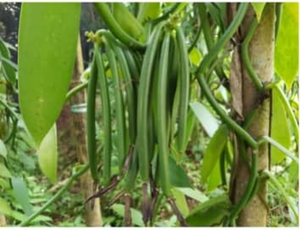 Premium Bourbon Vanila Beans Grade a - 3 Long Beans in Transparent Tube image number 3