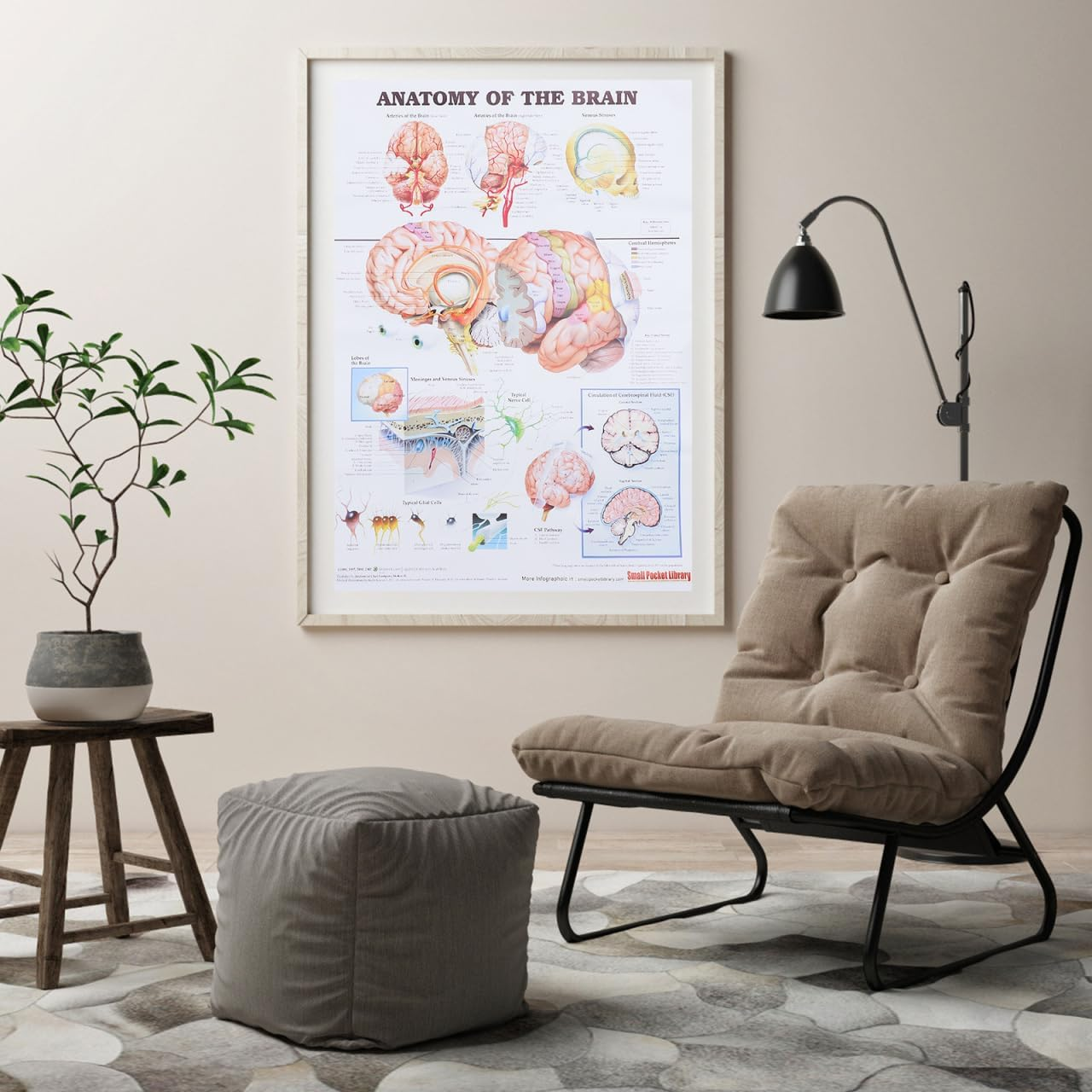 Healvian Anatomical Poster of Human Brain Anatomy Chart Educational Medical Poster for Laboratories Schools and Classrooms High-Grade Material for Long-Lasting Use image number 5