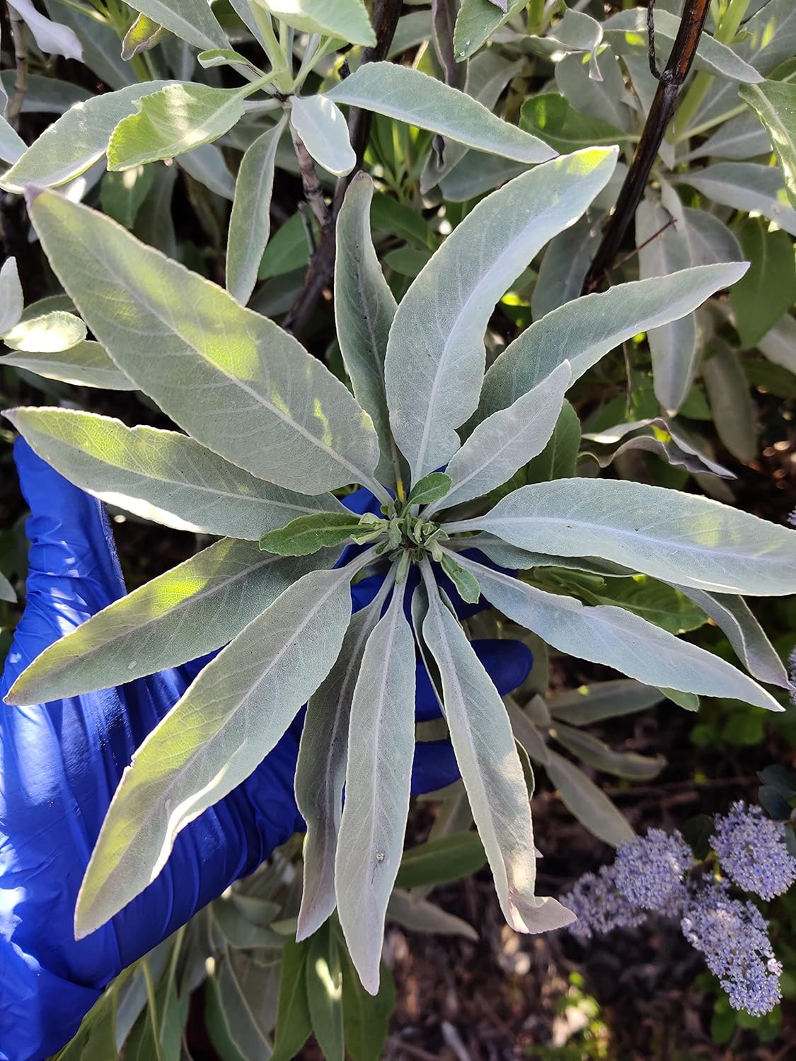 Spiritual Cleansing Kit &ndash; White Sage Air Freshener, Sage Stick & Palo Santo Stick | Purify, Cleanse & Refresh Your Space (Lavender)