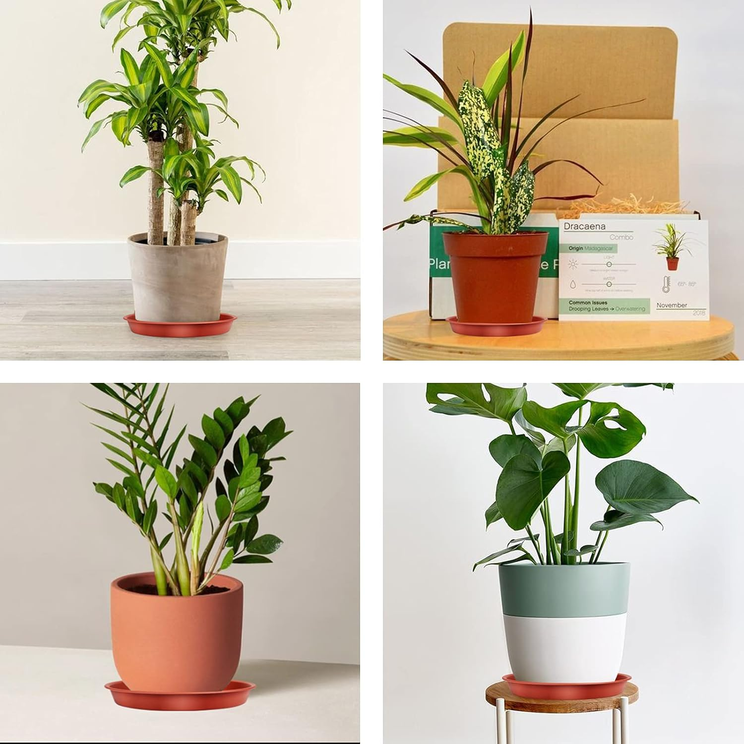 Tstarjungle 6 Pack Plant Saucers, Flower Pot Drip Trays for Indoor/Outdoor Plants Garden Saucers Plant Pot Saucer Trays, Surface Protection for Household Plants - 16Cm image number 2