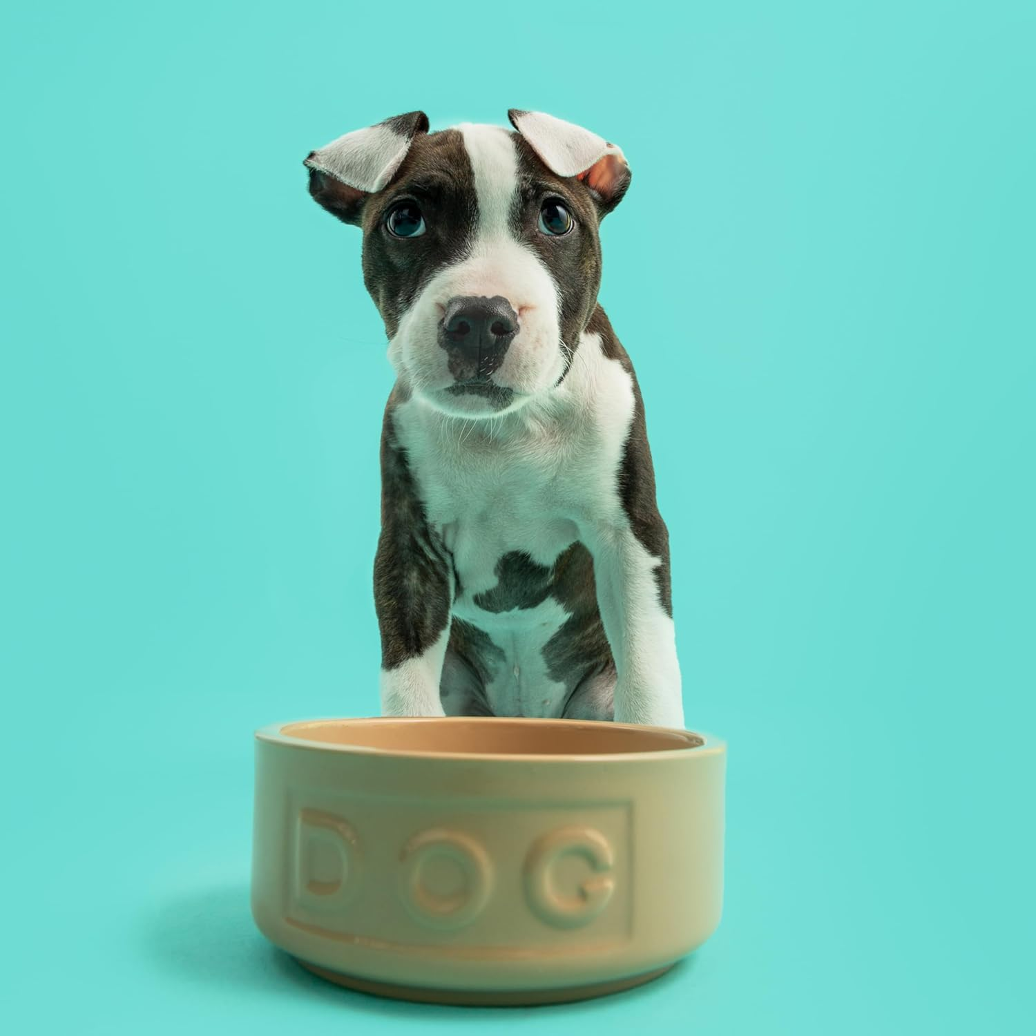 Mason Cash Cane Lettered Stoneware Dog Bowl, 400Ml, Beige 28483, White, One Size image number 2