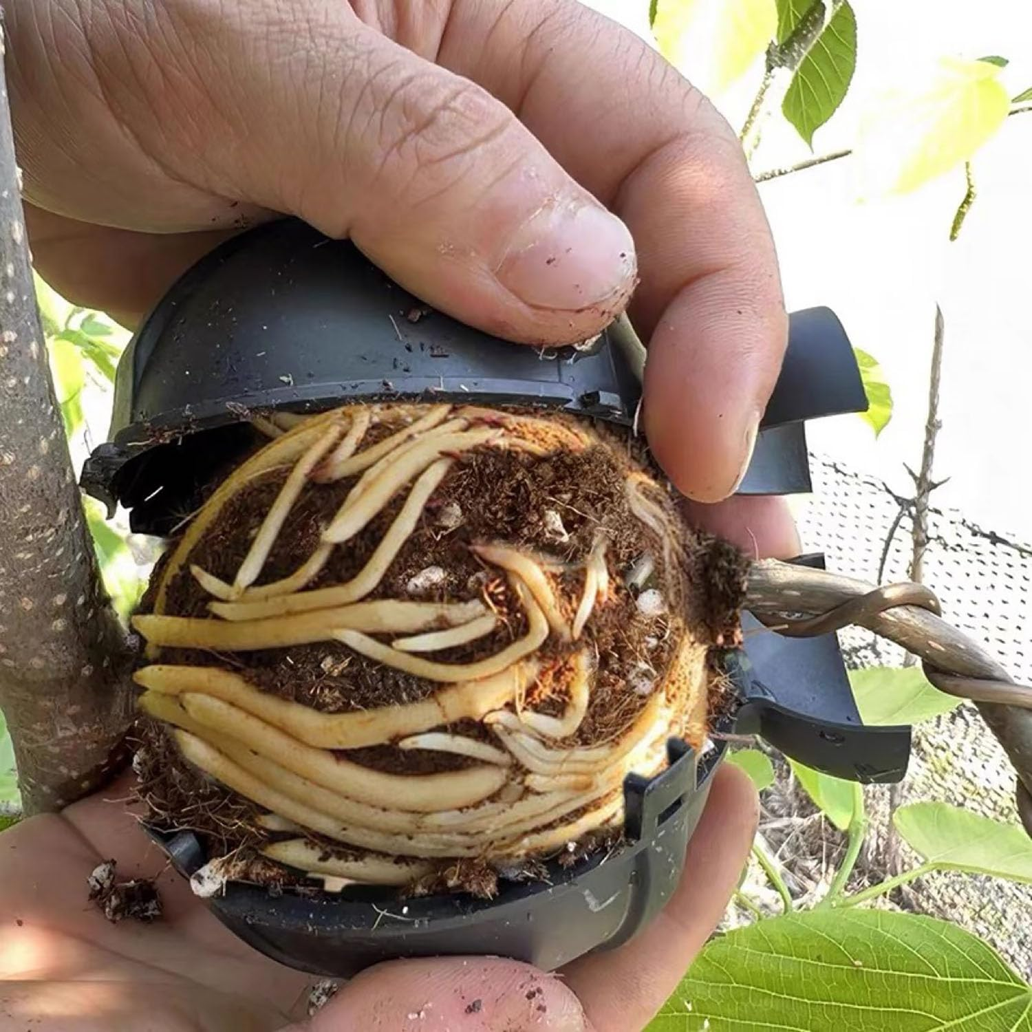 EOMECUIGAO Air Layering Pods 10 PCS Reusable Clear Plant Rooting Grafting Boxes for Fast Propagation for Home Yard Backyard Farm Patio（Black） image number 3