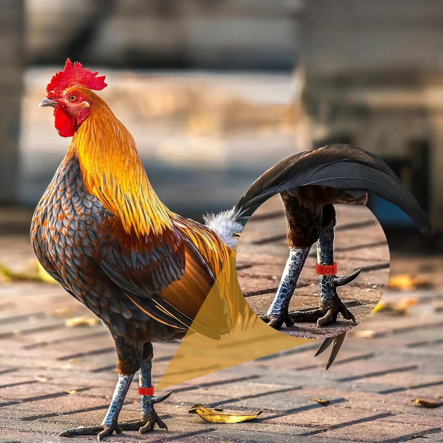 ZOHEA 100 PCS Plastic Chicken Identification Ring, 16Mm 5 Colors Pigeon Foot Rings, Numbered Poultry Leg Bands for Ducks, Chickens, Goose, Pigeon, Turkey image number 1