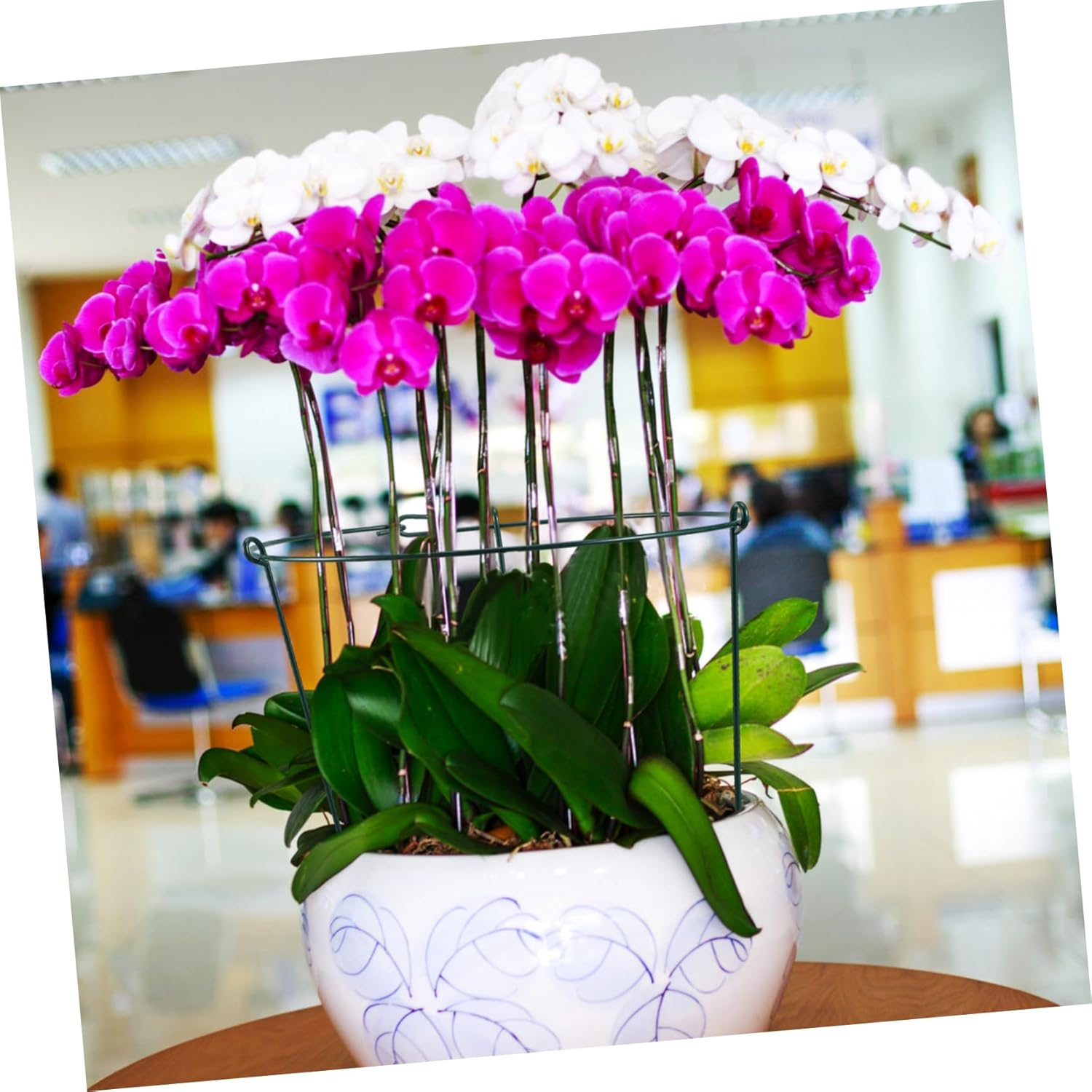 BUTIFULSIC 3Pcs Gardening Support Frame Peony Cages Plant Climbing Trellis Orchid Stakes Plant Bracket Garden Climbing Stakes Support Frames for Plant Vine Support Wrought Iron Green image number 4