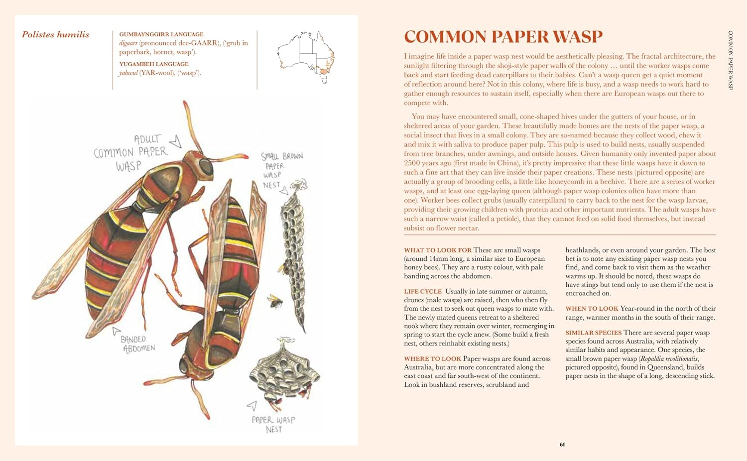 100 Australian Butterflies, Bees, Beetles & Bugs image number 4