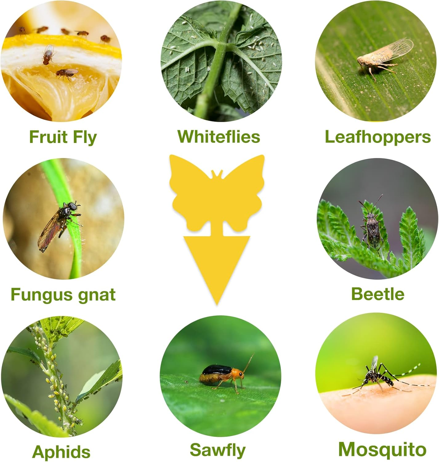 40 Pack Fungus Gnat Traps for House Indoor, Fungus Traps Fruit Fly Traps for Indoors Gnats Sticky Traps for Plants Yellow Sticky Traps for Gnats image number 5