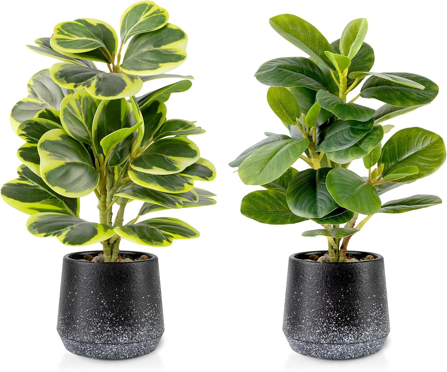 2 Pack Realistic Artificial Potted Plants Peperomia Obtusifolia, 11" Small Faux Greenery for Desk, Bathroom, Office, or Home Decor (Evergreen, Maintenance Free)
