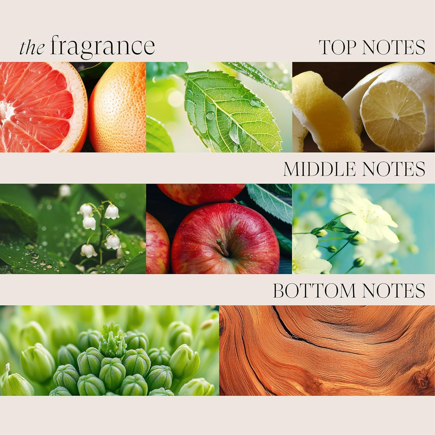 L'ANZA Healing Volume Thickening Shampoo (300 Ml), Gives Fine and Flat Hair Shine, Volume and Density, Rich in Bamboo Bodifying Complex and Keratin, Volume Shampoo image number 4