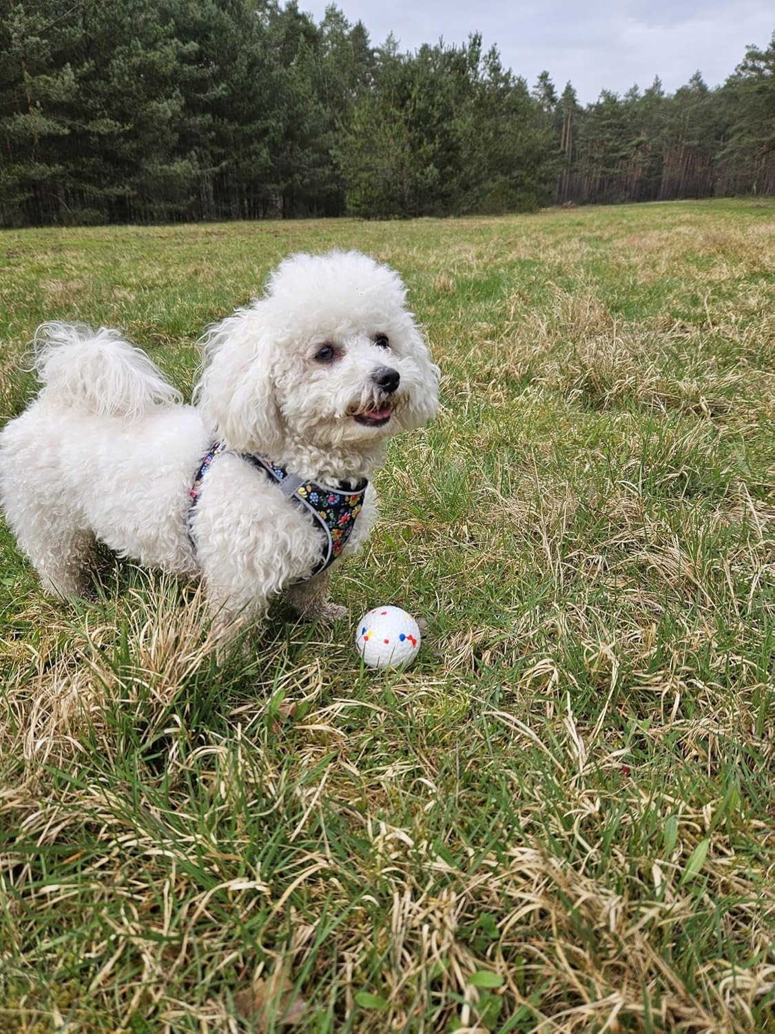 Maili Deluxe Balls - the Almost Indestructible Dog Ball, Ultimate Dog Ball for Land and Water, Medium and Small Dogs, Pack of 2 image number 2