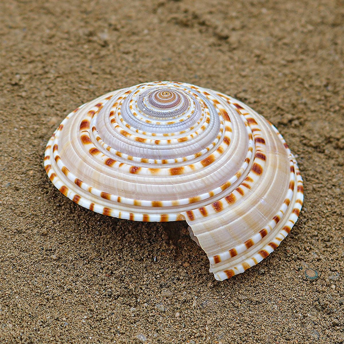 Shells,Conch Shell, Shells Natural Conch 6-7Cm Perfect for Wedding Decor Beach Theme Party, Home Decorations,Diy Crafts, Fish Tank and Shell Collectors image number 3