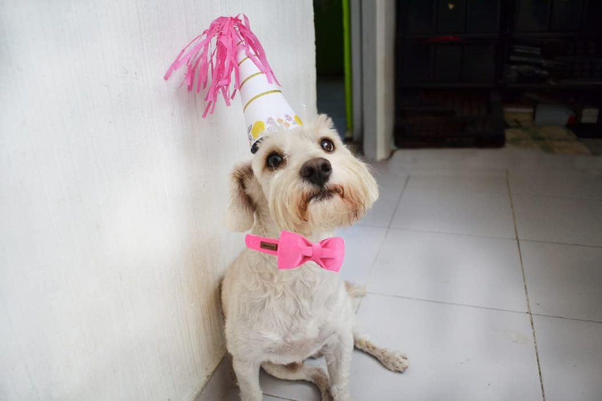 Lionheart Glory Pink Dog Collar, Corduroy Dog Collar with Bow, Pet Soft and Comfy Bow Tie Collar Adjustable Dog Collar for Small Medium Large Dogs image number 4