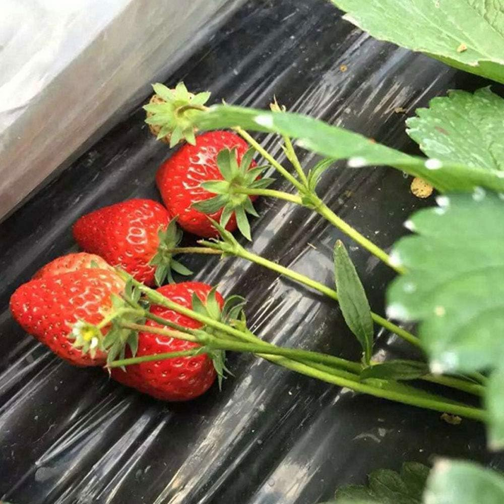 Garden Vegetable Mulch Film, Garden Plastic Film, 4 Ft X 38 Ft Agricultural Plant Grow Greenhouse Perforated PE 5 Holes for Potato, Tomato, Eggplant, Strawberry image number 5