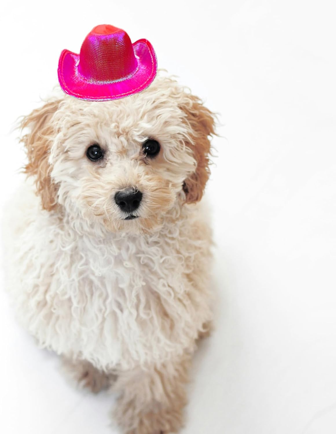 Dog and Cat Cowboy Hat, Pet Costume, Mini Hat for Halloween Party Decoration (Rose Red-Style2, Small) image number 2