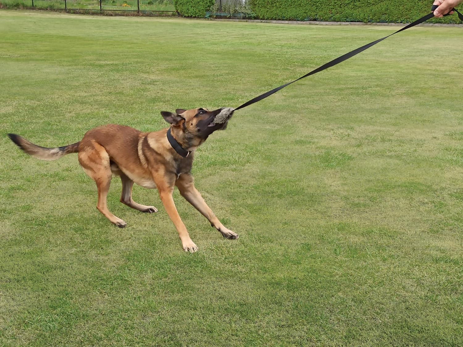 Dingo Fleece Dog Toy Artificial Fur Racer Squeaky Teaser Dog Wand 150 Cm Long Bungee Handle for Agility, Dog Training, Reward, Retrieve, Chasing, Play Black (15585) image number 6