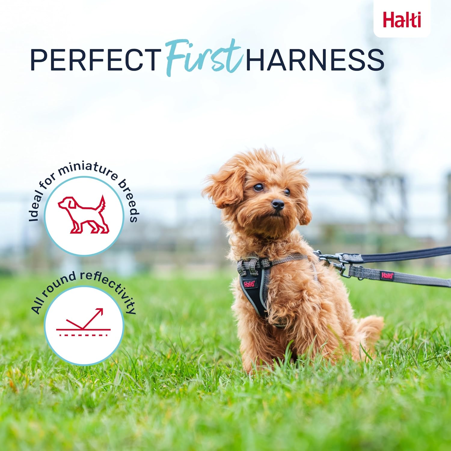 HALTI Anatomy Puppy Harness - Provides Your Puppy Freedom of Movement for Comfortable Walking. Easy-Fitting with 4 Points of Adjustment. Suitable for Miniature Dog Breeds (Size Xx-Small, Grey)