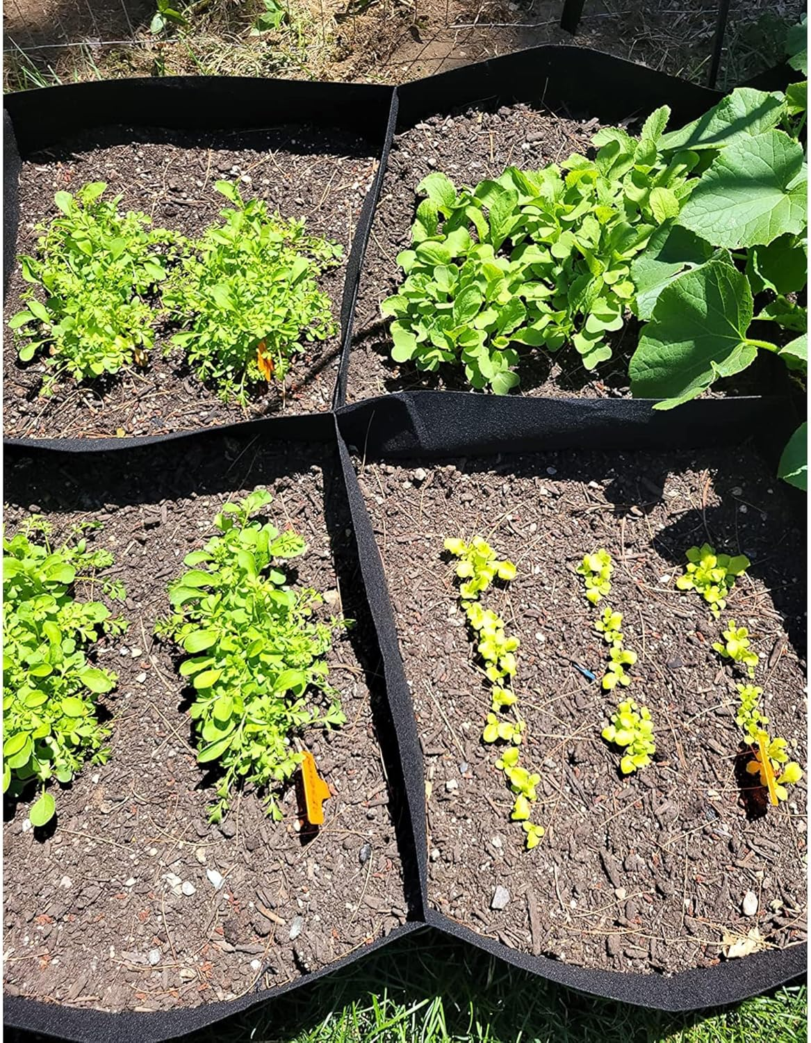 CJGQ Fabric Raised Garden Bed 6X3X1Ft Garden Grow Bed Bags for Growing Herbs, Flowers and Vegetables 128 Gallon image number 6