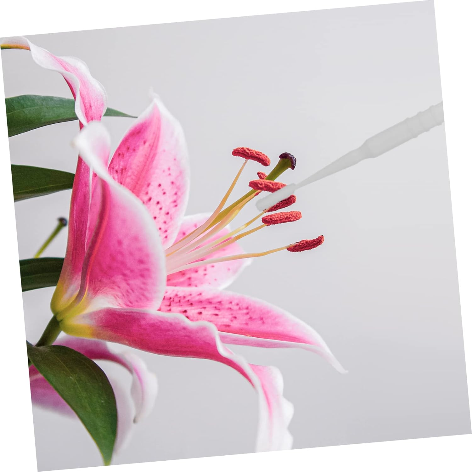 20Pcs Manual Plant Pollinator Tool for Vegetable and Fruit Trees, Portable White Gardening Pollination Brushes for Outdoor Fruit and Flower Pollinating image number 5