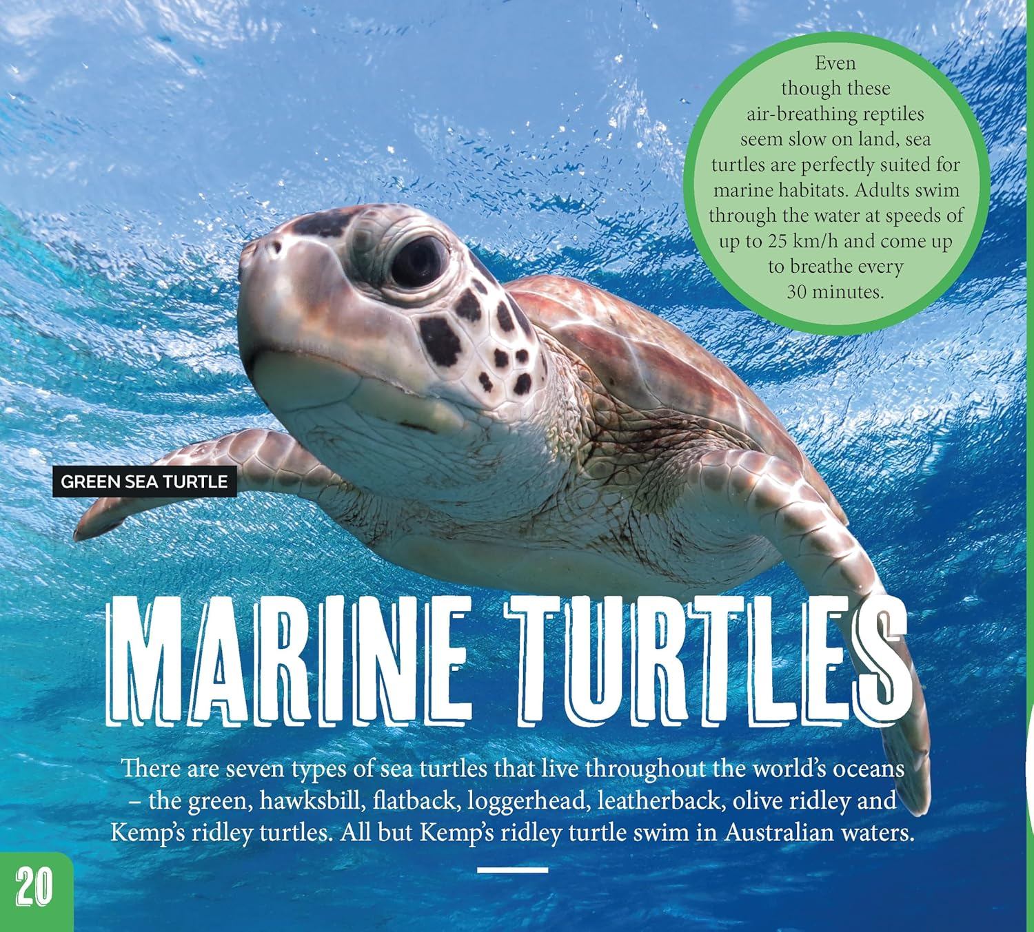 AG Discover: Aussie Reptiles image number 5