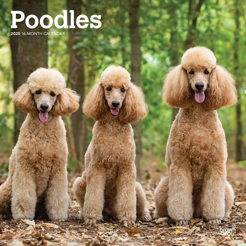 Poodles | 2025 12 X 24 Inch Monthly Square Wall Calendar | Plastic-Free | Browntrout | Animals Dog Breeds image number 5