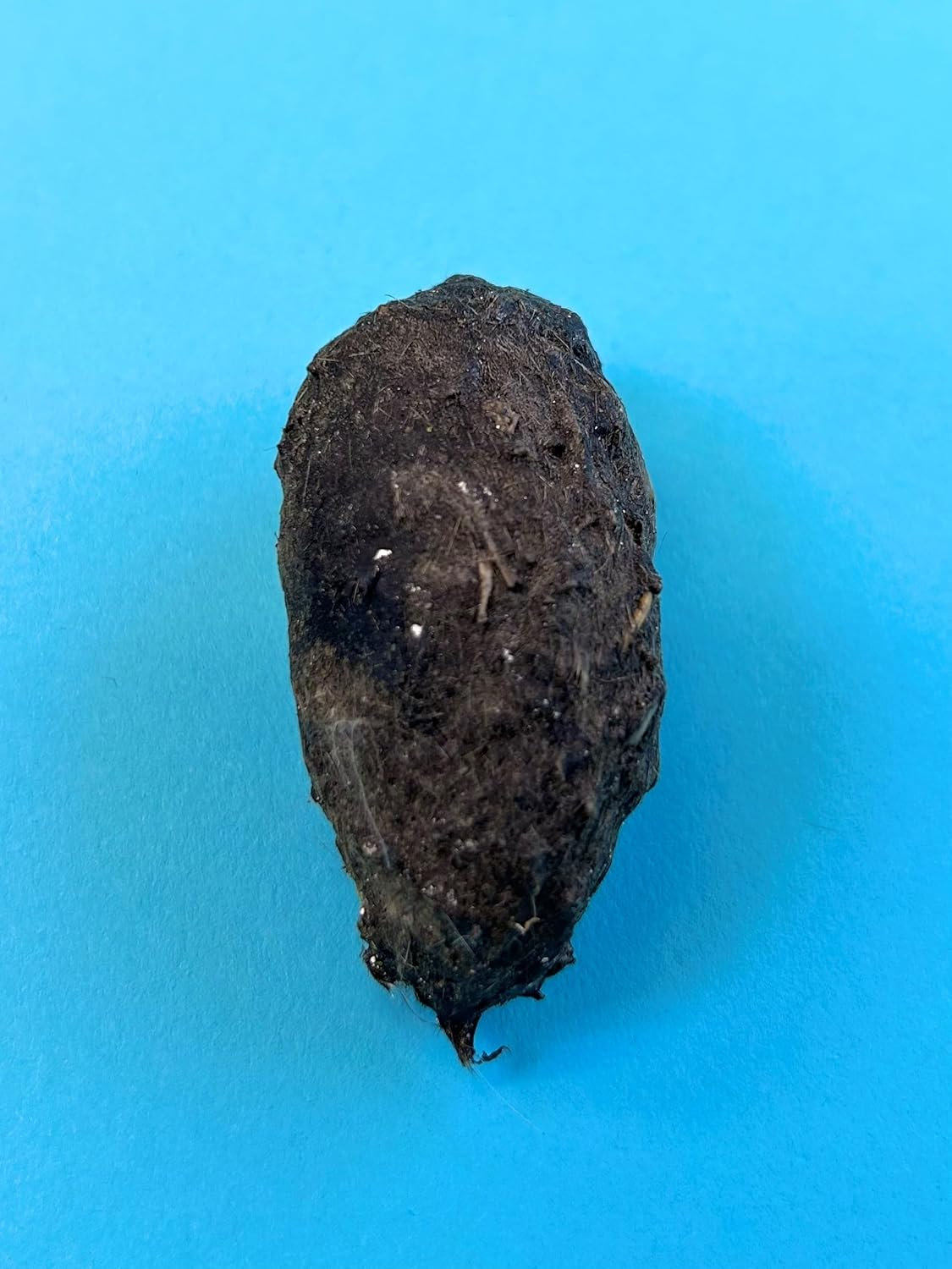 Extra Large Barn Owl Pellets, Pack of 15, with Bone Sorting Sheet