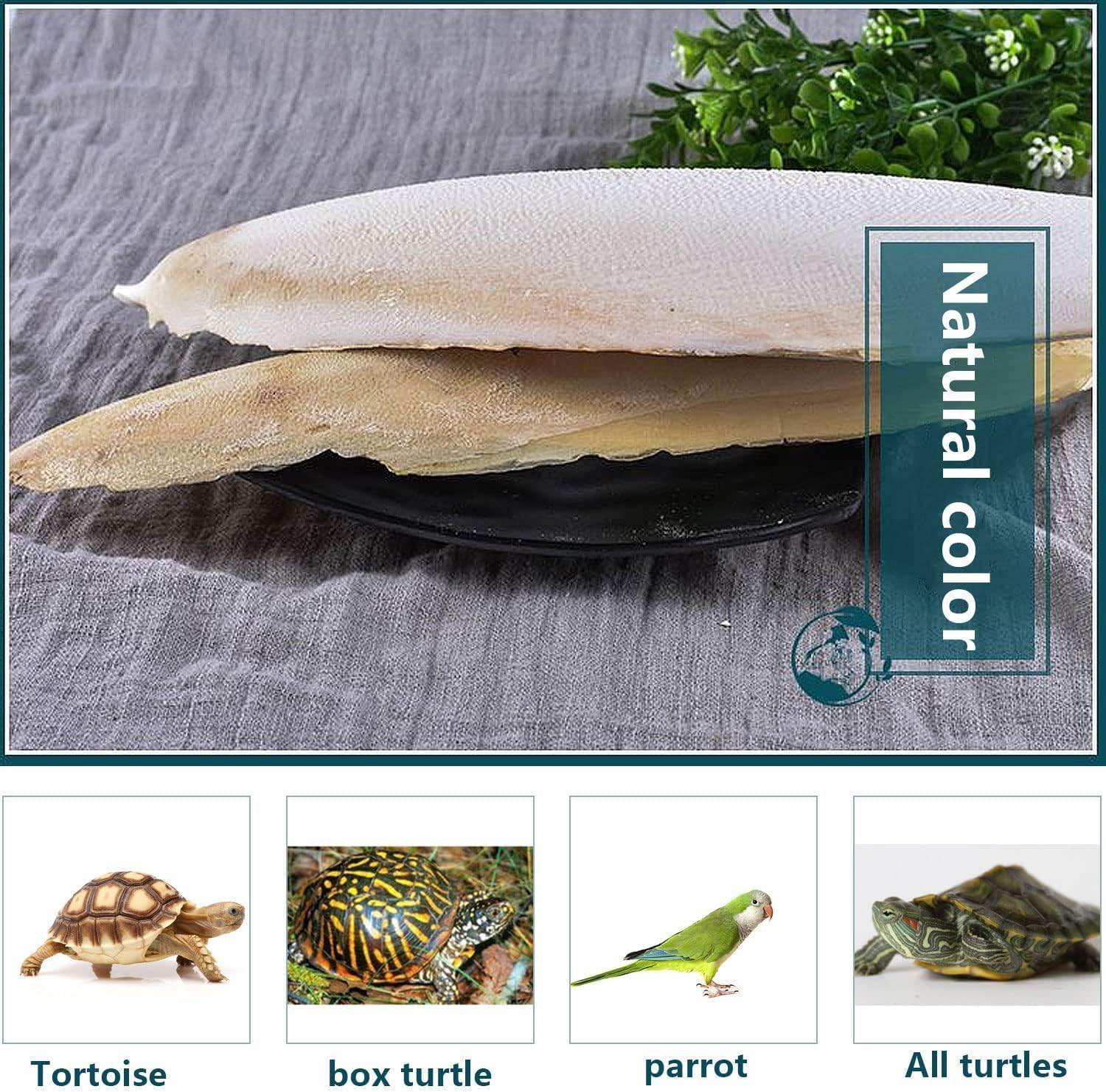 Powerful 10PCS Cuttlebone Cuttlefish Bone Natural Cuttlefish for Birds Tortoise Snails Budgies for Molar & Nutrition Needs image number 1