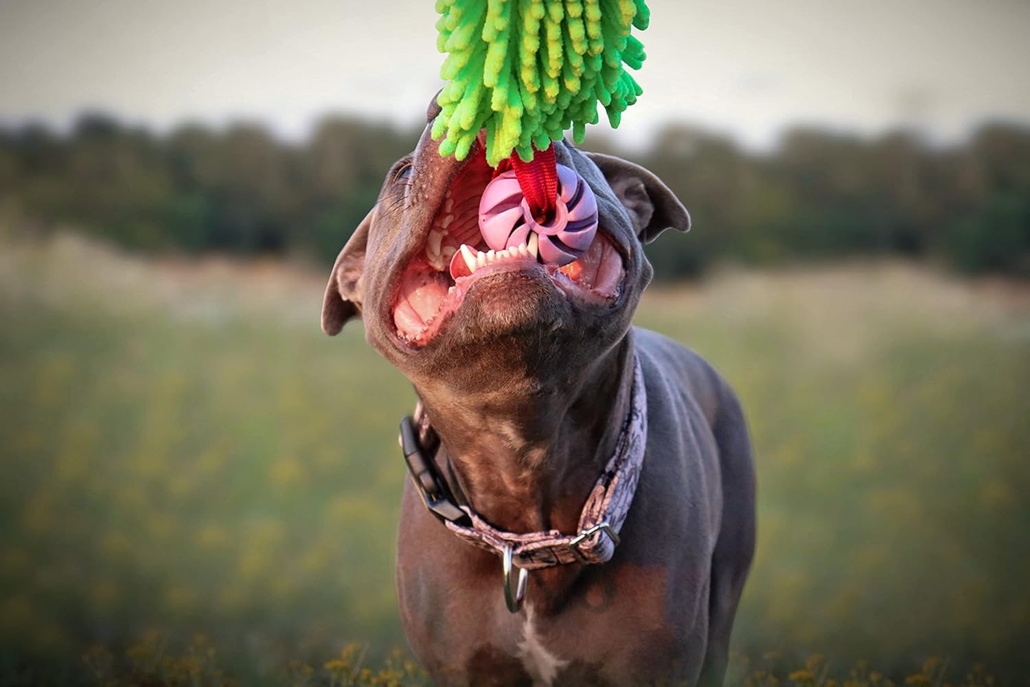 Dingo Green Mop Bite Tug for Dog Fun Bungee Chaser with Ball, Pink Handle 15589 image number 6