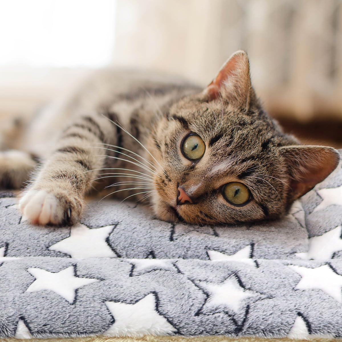 Tierecare 2 Pack Cat Blanket for Indoor Cats Ultra Soft and Warm Calming Cat Bed Fleece Pet Mat for Anxiety and Stress Washable Kitten Blanket image number 3