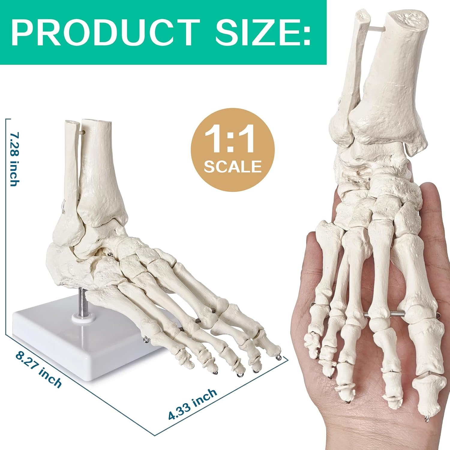 2025 New Design Life Size Medical Human Foot and Ankle Model, Anatomy Foot Skeleton Model W/Tibia Fibula, Right, Fully Articulated, Human Skeleton Model for Medical Study & Science Classroom image number 3