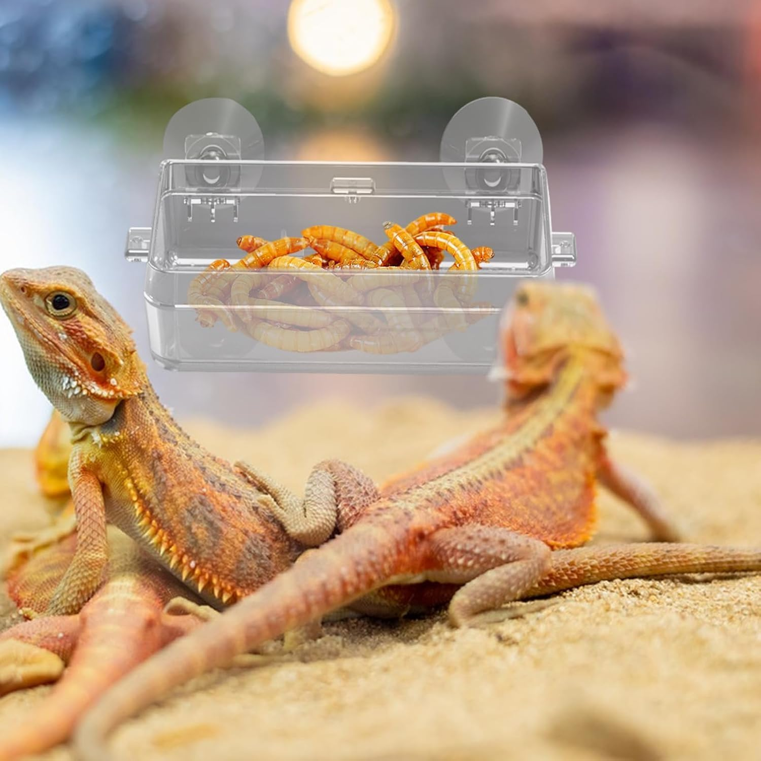 Escape Proof Reptile Feeding Box, 1Pc Anti-Escape Bowls Transparent Reptile Water Bowl with Suction Cup,Anti-Escape Worm Water Dish with Suction Cup image number 5