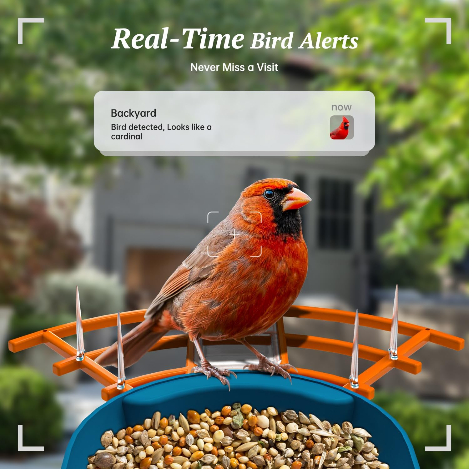 DOCOON Smart Bird Feeder with Camera, 2K HD AI Identify Bi RDS Species, Bird Watching Camera with Solar Panel, Auto Capture Bi Rd Videos & Instant Notifications, Ideal Present for Bi Rd Lover - A-Blue image number 5