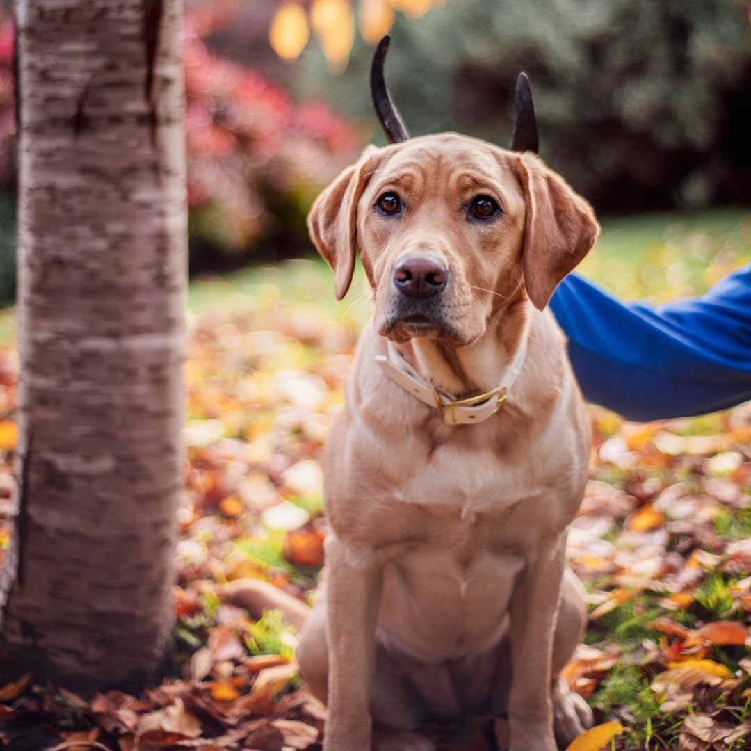 Small Goat Horn 1 Pack, Natural Australian Made Long Lasting Dog Treat Chew, Perfect for Small Breeds image number 4