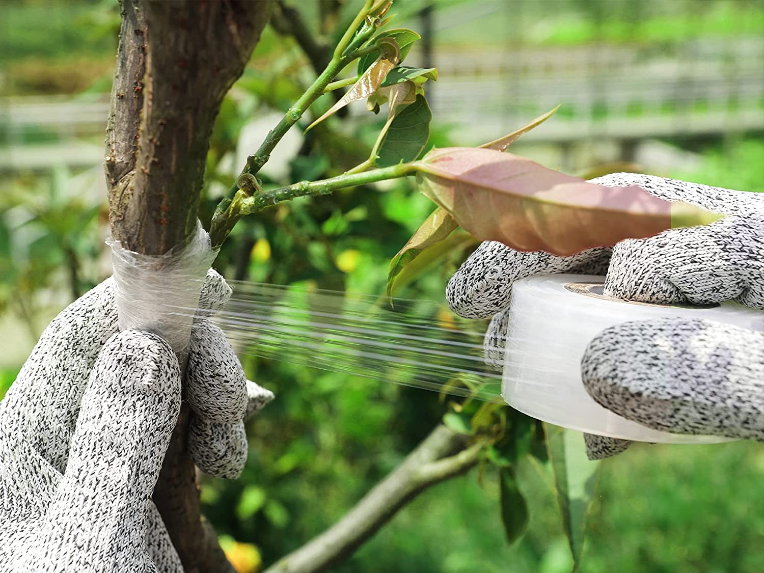 Grafting Knife with 2 Blades & 2 Tapes - Stainless Steel Gardening Tool for Plant Grafting, Pruning, Fruit Picking - Portable Rosewood Handle, Bark Lifter (Foldable)