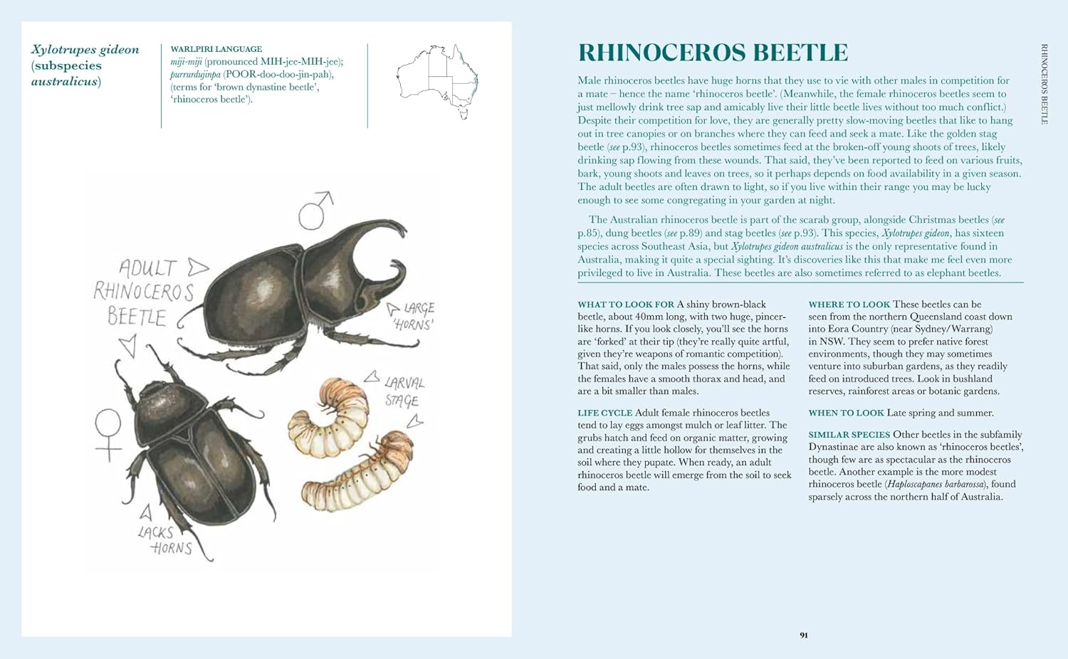 100 Australian Butterflies, Bees, Beetles & Bugs image number 2