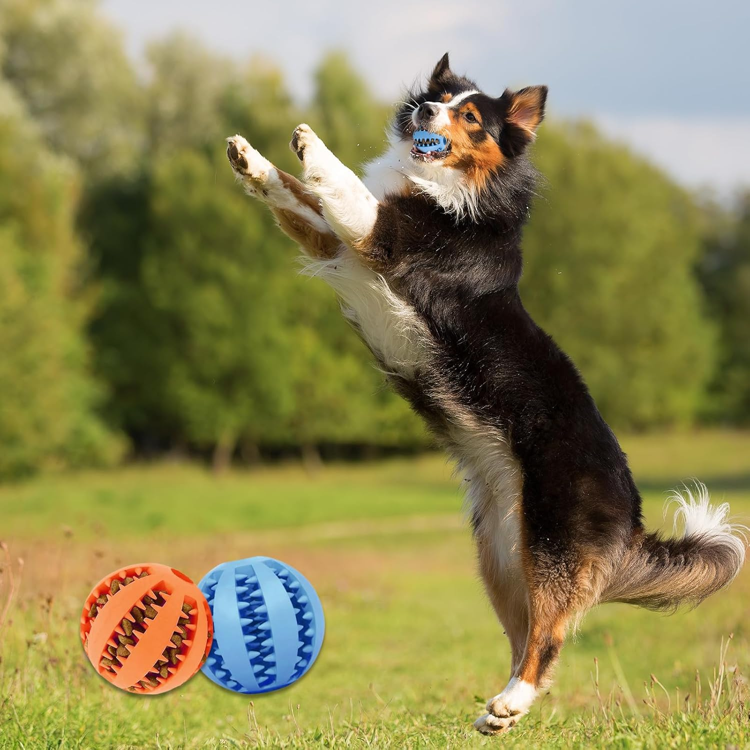 LUMOOM Pack of 2 Dog Toy Ball, Interactive Treat Dispenser, Intelligence Ball, Robust Dog Ball, Diameter 6 Cm, Natural Rubber Puppy Toy, Rubber Ball for Puppies (Blue + Orange)