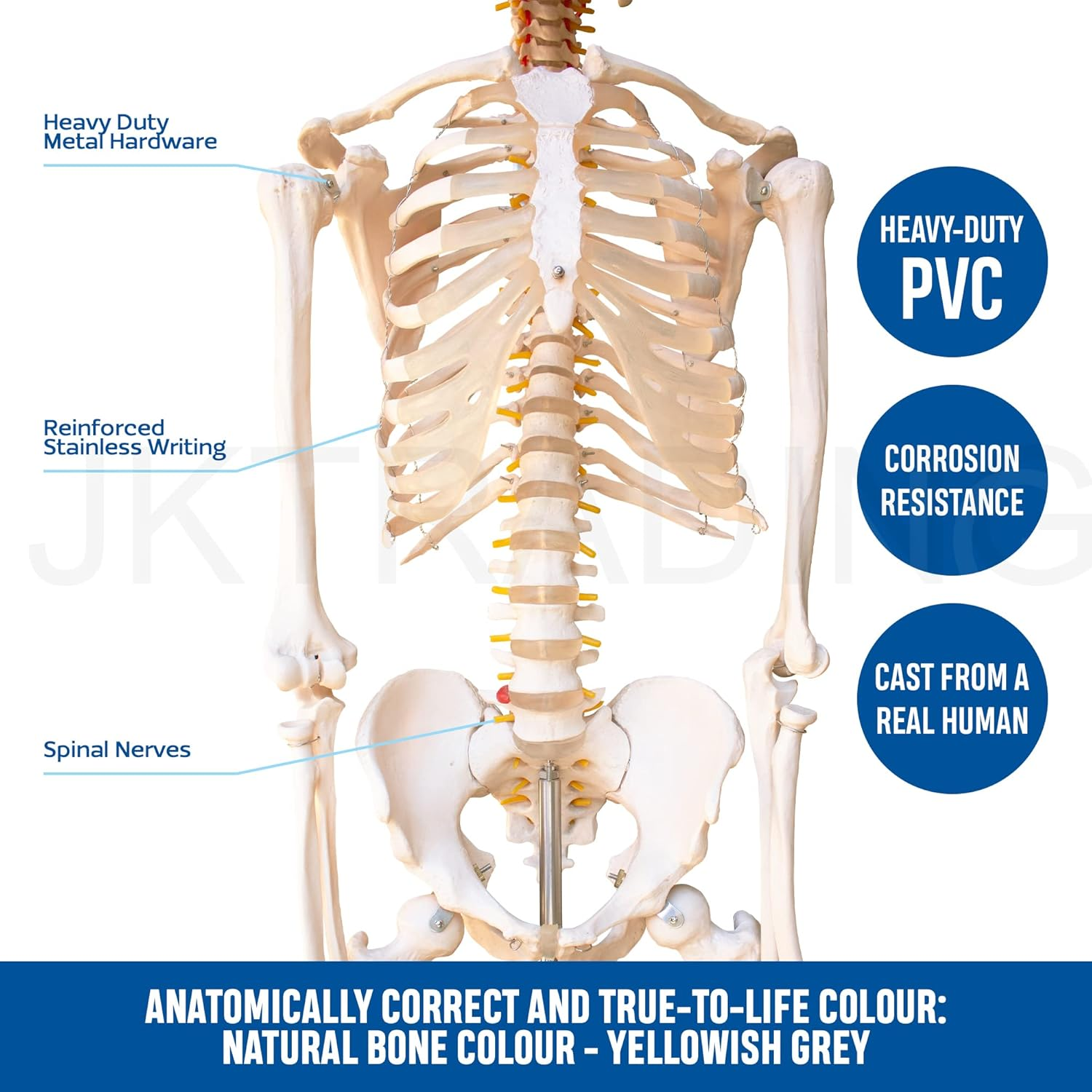 Bergmann Human Skeleton Model - 180Cm Life Size Skeleton W Spinal Nerves - Accurate Skeletal - Rolling Stand, Dust Cover - Anatomy Skeleton Medical - Articulated Skeleton Bone Model (180Cm W Nerves) image number 6