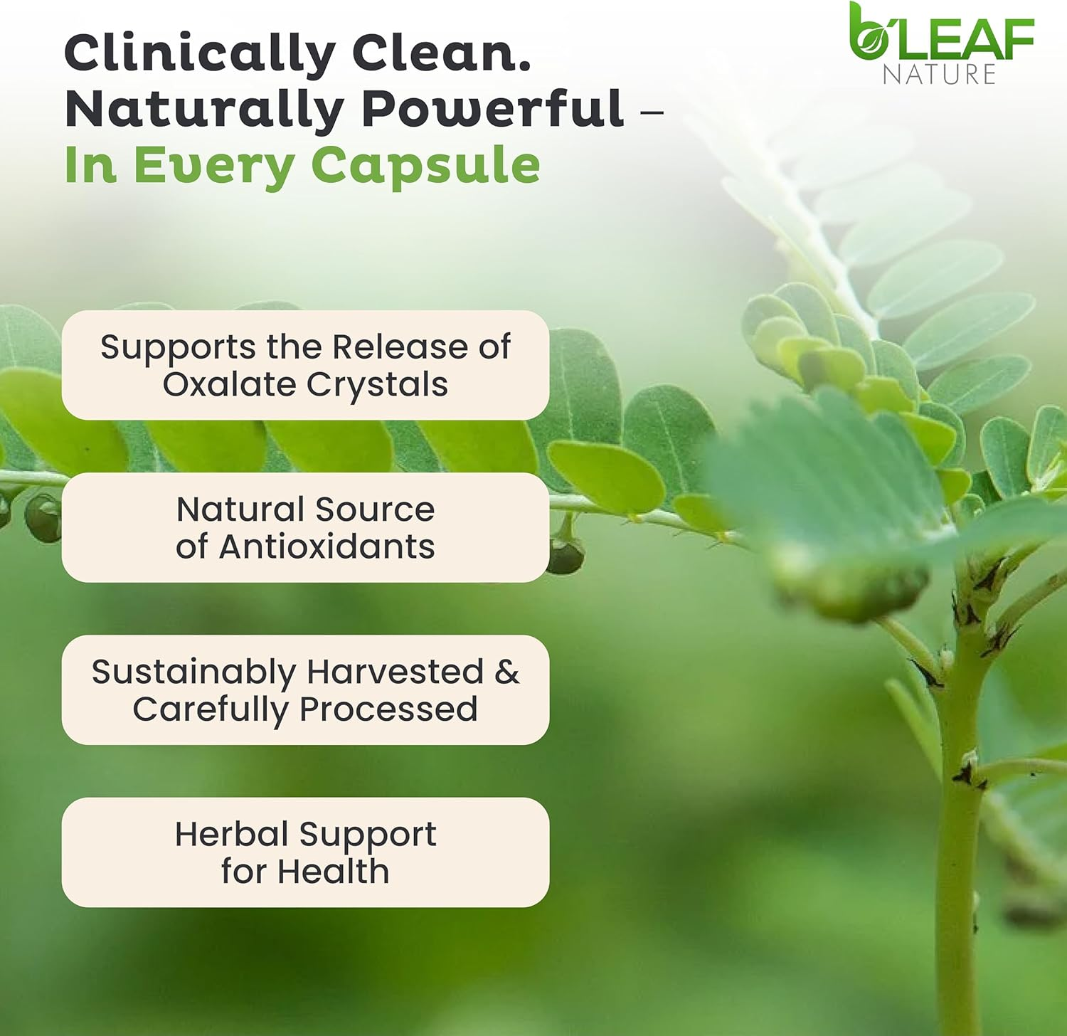 Stone Breaker Chanca Piedra Extract 1000Mg - Urinary Tract and Gallbladder Support - 100 Vegetarian Capsules by B&rsquo;Leaf Nature image number 3